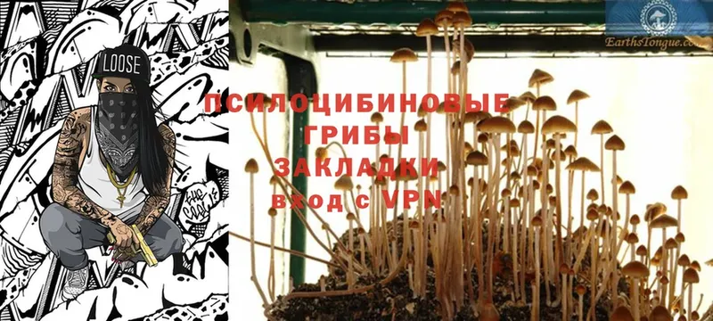 где найти наркотики  Калач  мориарти телеграм  Псилоцибиновые грибы Psilocybine cubensis 